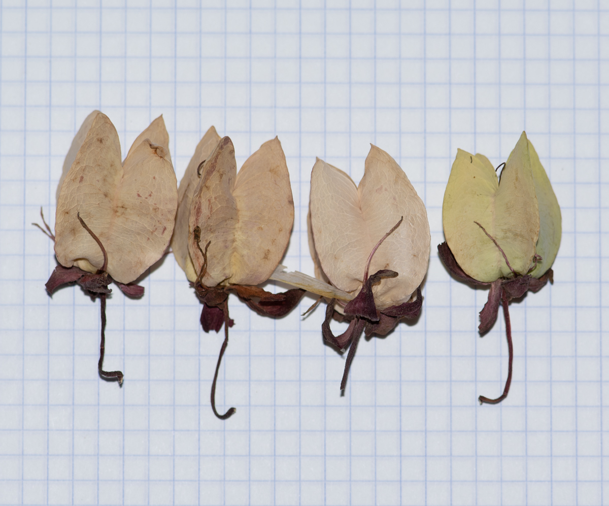 Image of Melianthus major specimen.