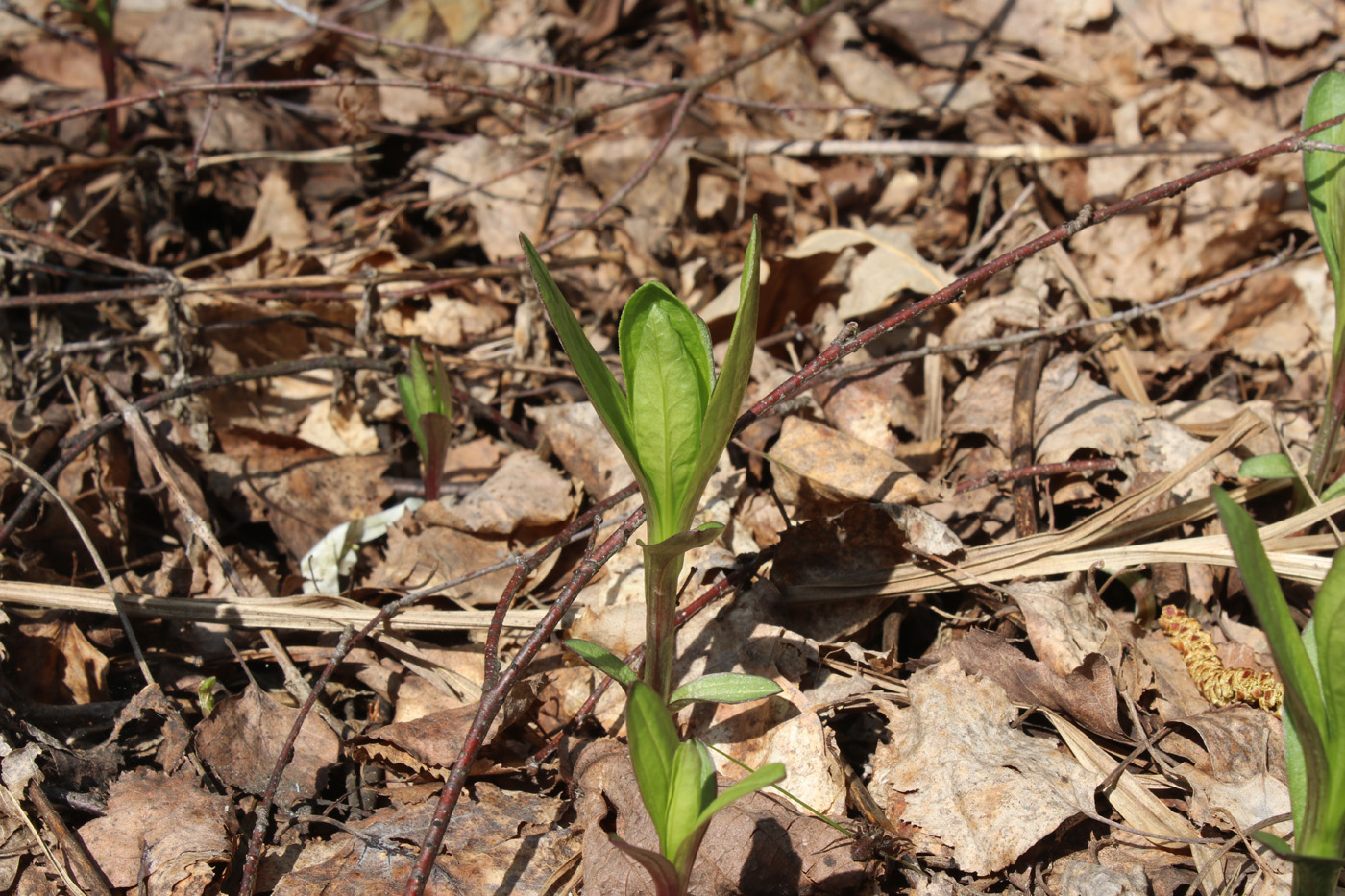 Изображение особи Saponaria officinalis.