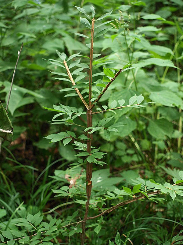 Изображение особи Euonymus sacrosanctus.