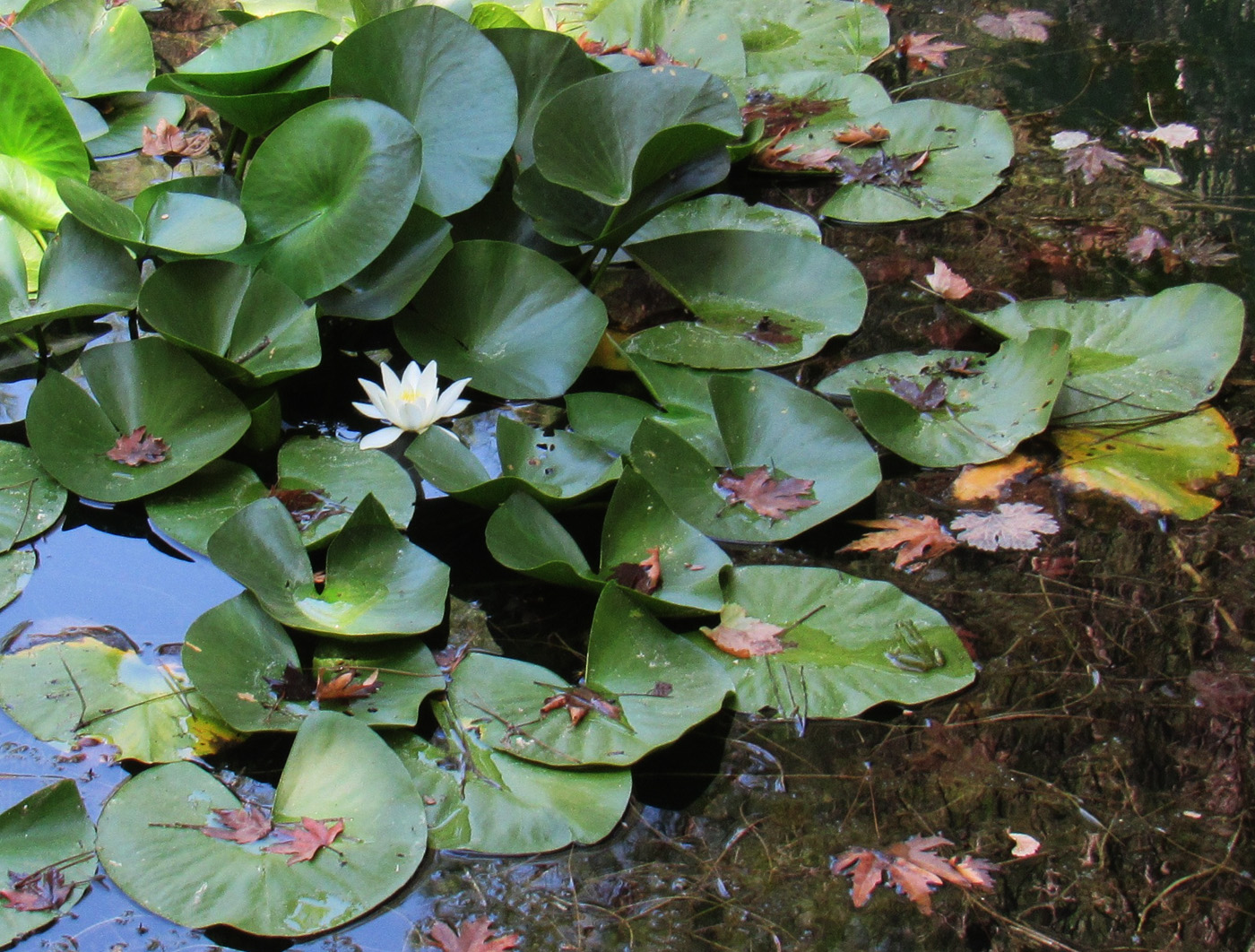 Image of genus Nymphaea specimen.