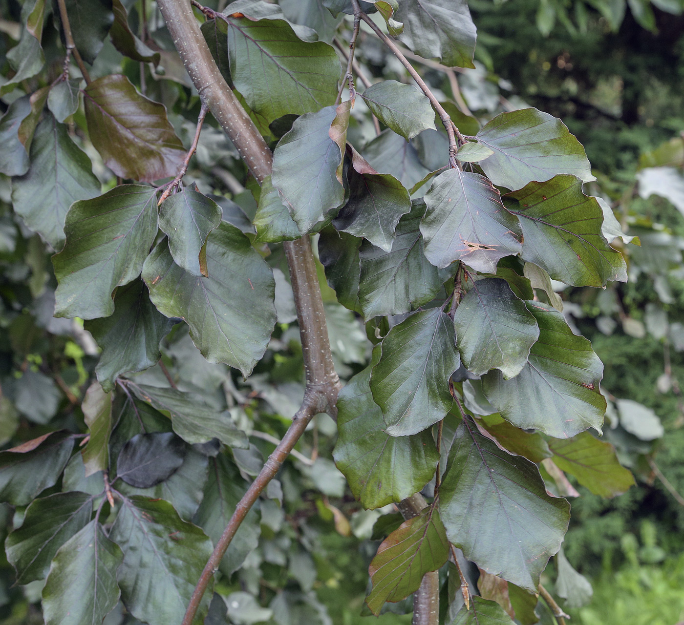 Image of Fagus sylvatica var. purpurea specimen.