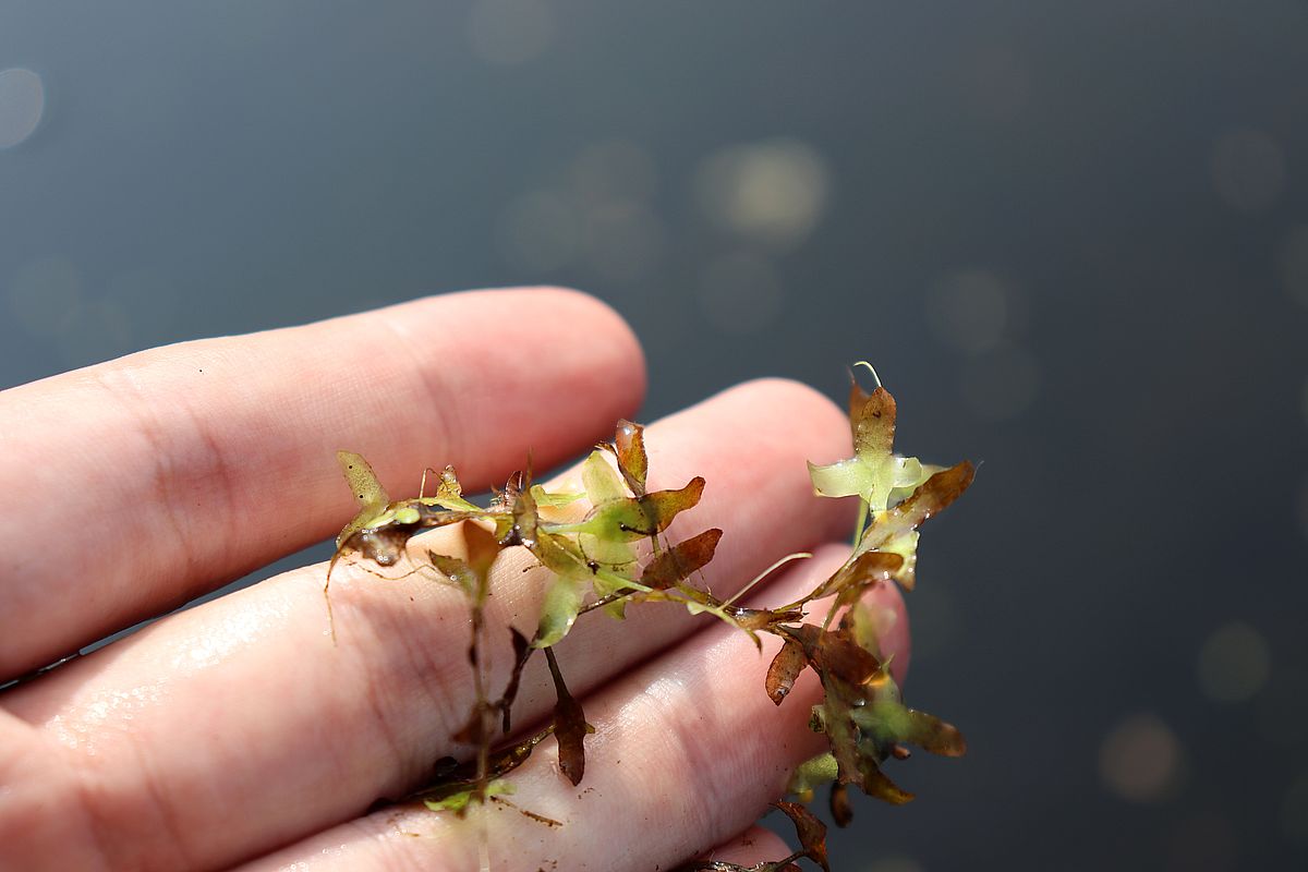 Image of Lemna trisulca specimen.
