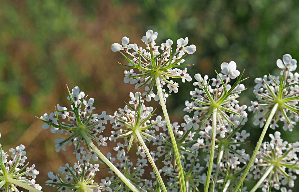 Image of Daucus carota specimen.