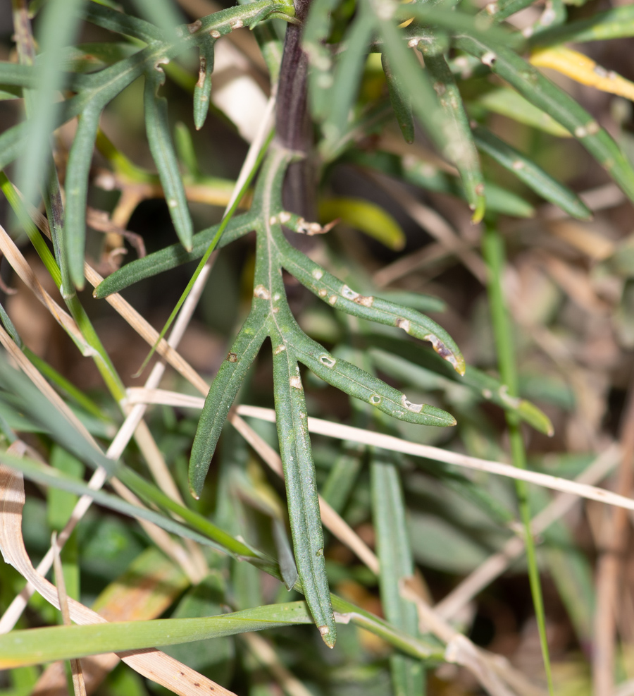 Image of Senecio rudbeckiifolius specimen.