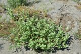 Atriplex centralasiatica