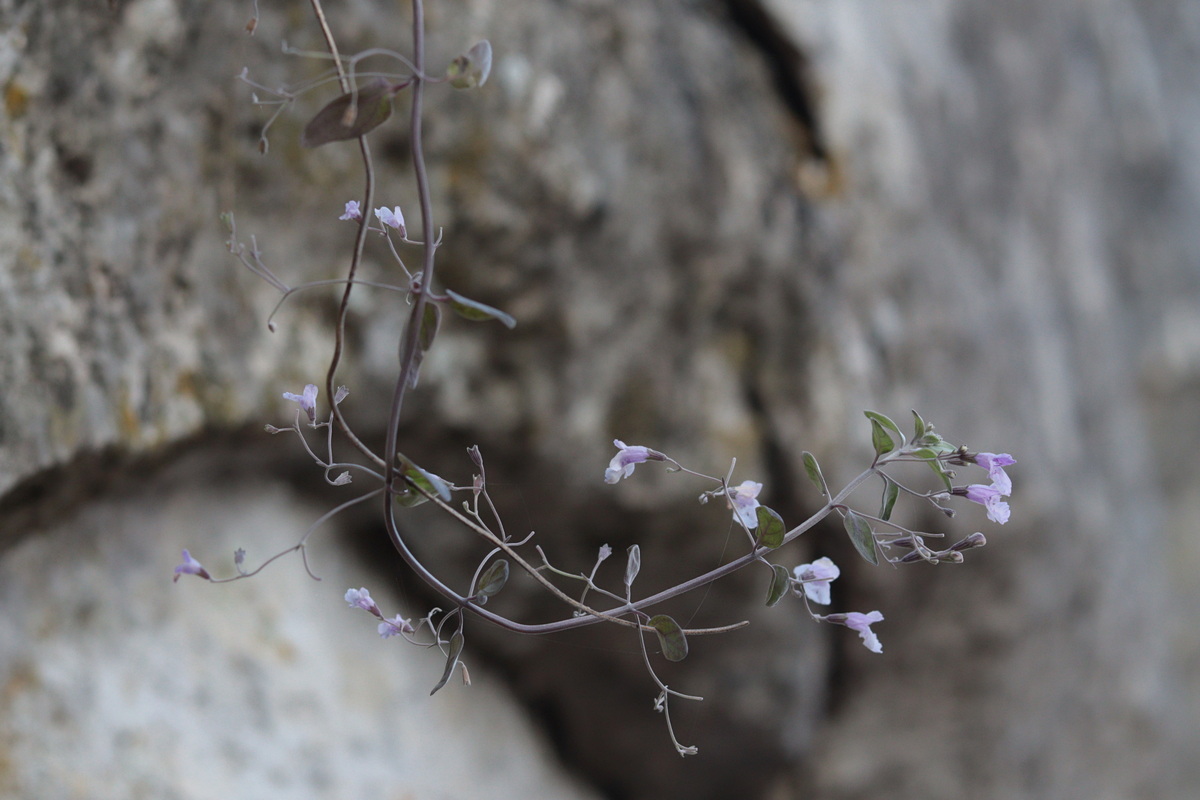Image of Micromeria serpyllifolia specimen.