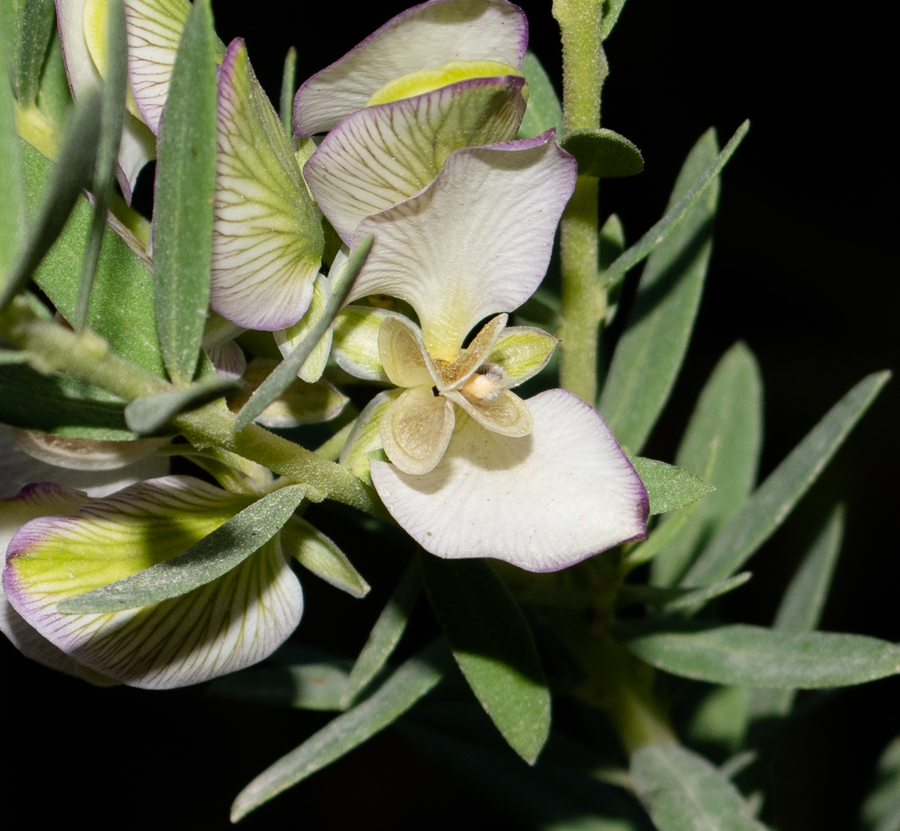 Image of Polygala myrtifolia specimen.