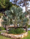 Bismarckia nobilis. Взрослое дерево. Израиль, г. Бат-Ям, в парке, в культуре. 06.12.2021.
