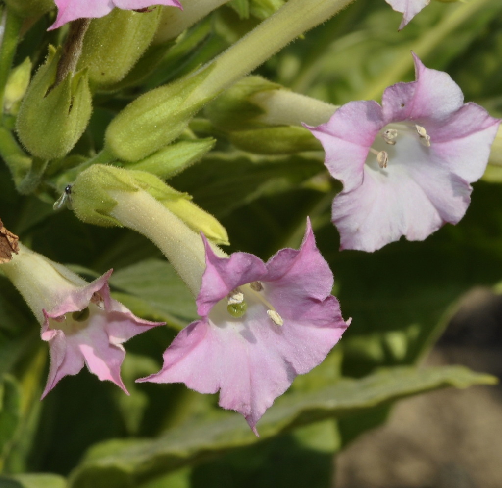 Изображение особи Nicotiana tabacum.