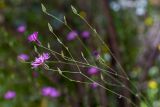 Crupina crupinastrum. Верхушки побегов с соцветиями, отцветшей и нераскрывшимися корзинками. Иерусалим, ботанический сад университета. 01.05.2019.