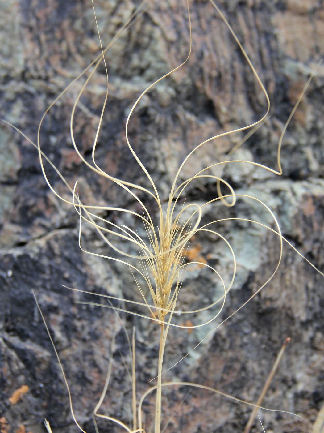 Изображение особи Taeniatherum crinitum.