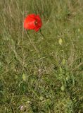 Papaver rhoeas variety strigosum. Цветущее растение. Крым, Ленинский р-н, с. Новоотрадное, степь. 10.05.2021.
