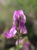 Hedysarum mogianicum