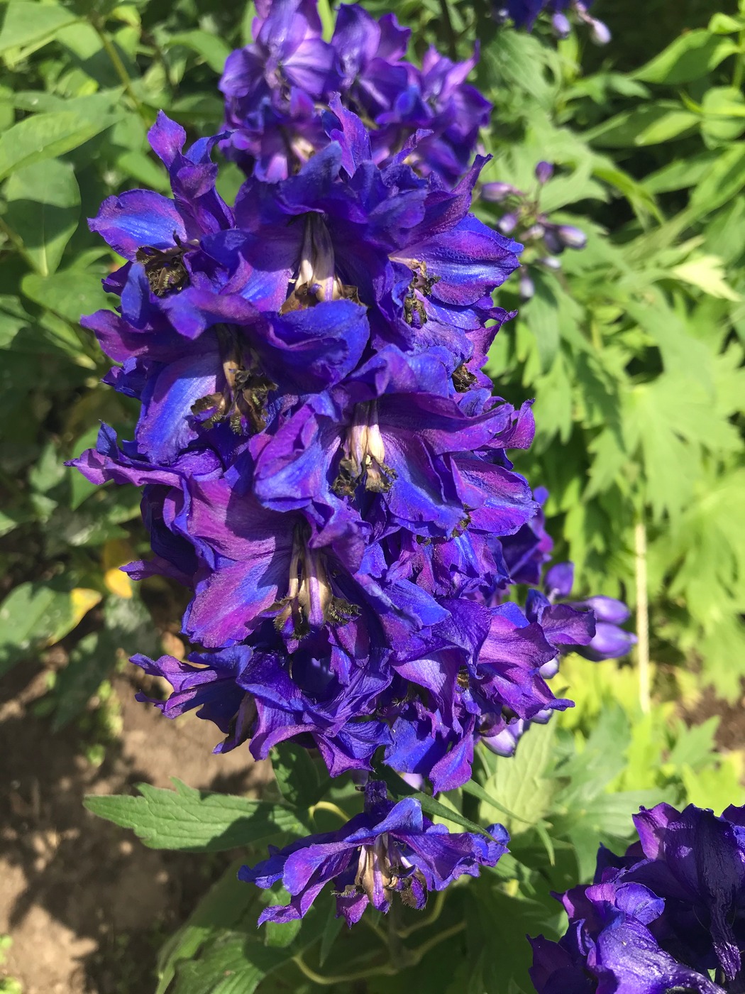 Изображение особи Delphinium &times; phoeniceum.