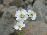 Achillea ptarmicifolia