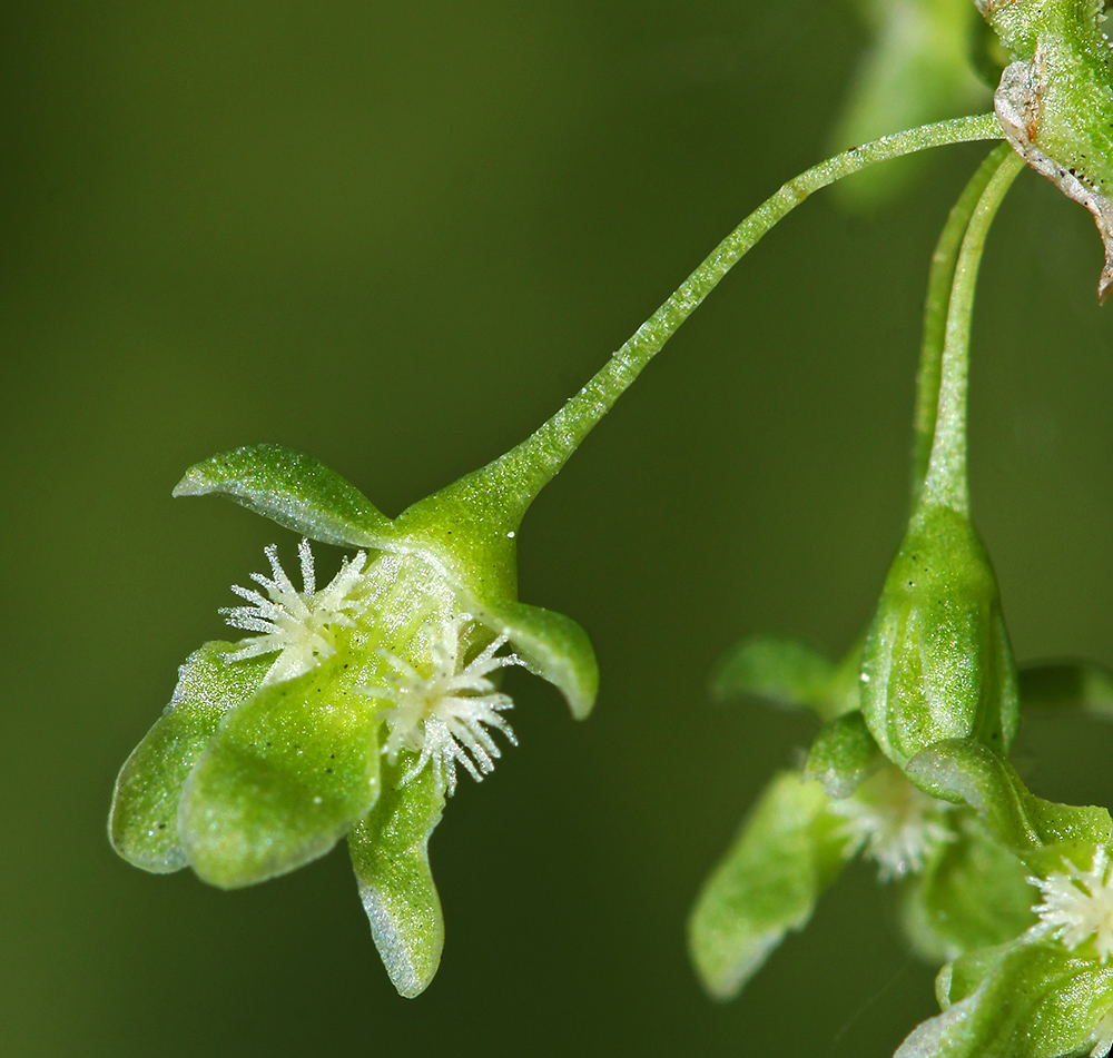 Image of Rumex confertus specimen.