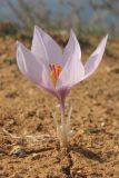 Crocus pallasii. Цветущее растение. Крым, Севастополь, р-н мыса Фиолент. 4 ноября 2015 г.