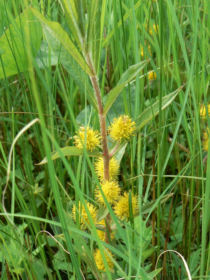 Изображение особи Naumburgia thyrsiflora.