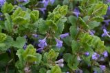 Glechoma hederacea