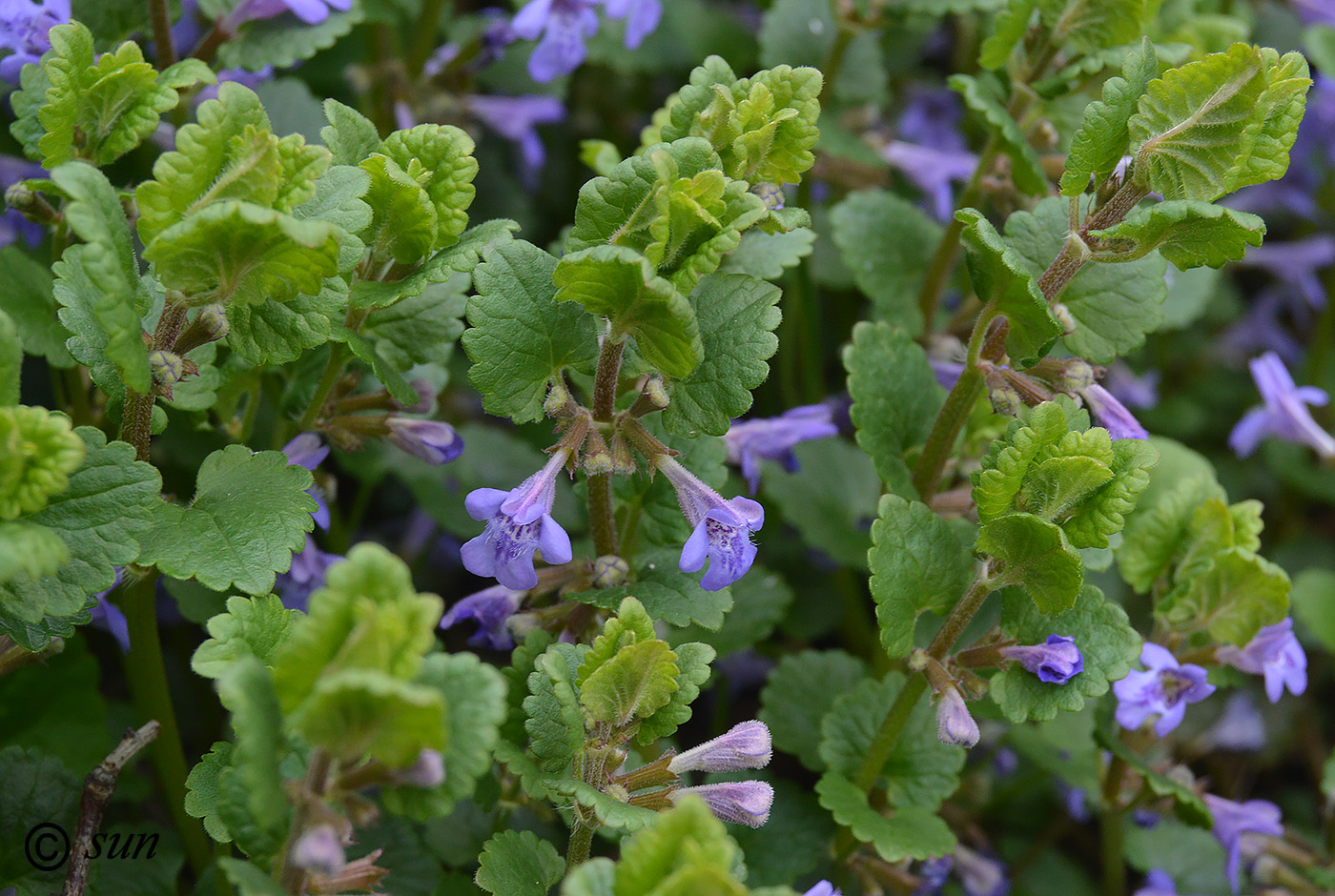 Изображение особи Glechoma hederacea.