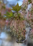 Acer negundo
