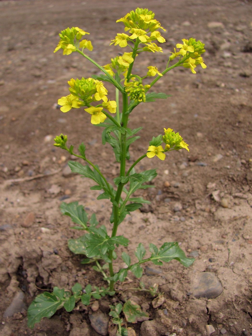 Image of Barbarea vulgaris specimen.