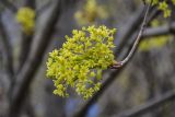 Acer platanoides. Соцветие. Самарская обл., Ставропольский р-н, окр. с. Ширяево, гора Попова, луговой склон, край обрыва. 02.05.2021.