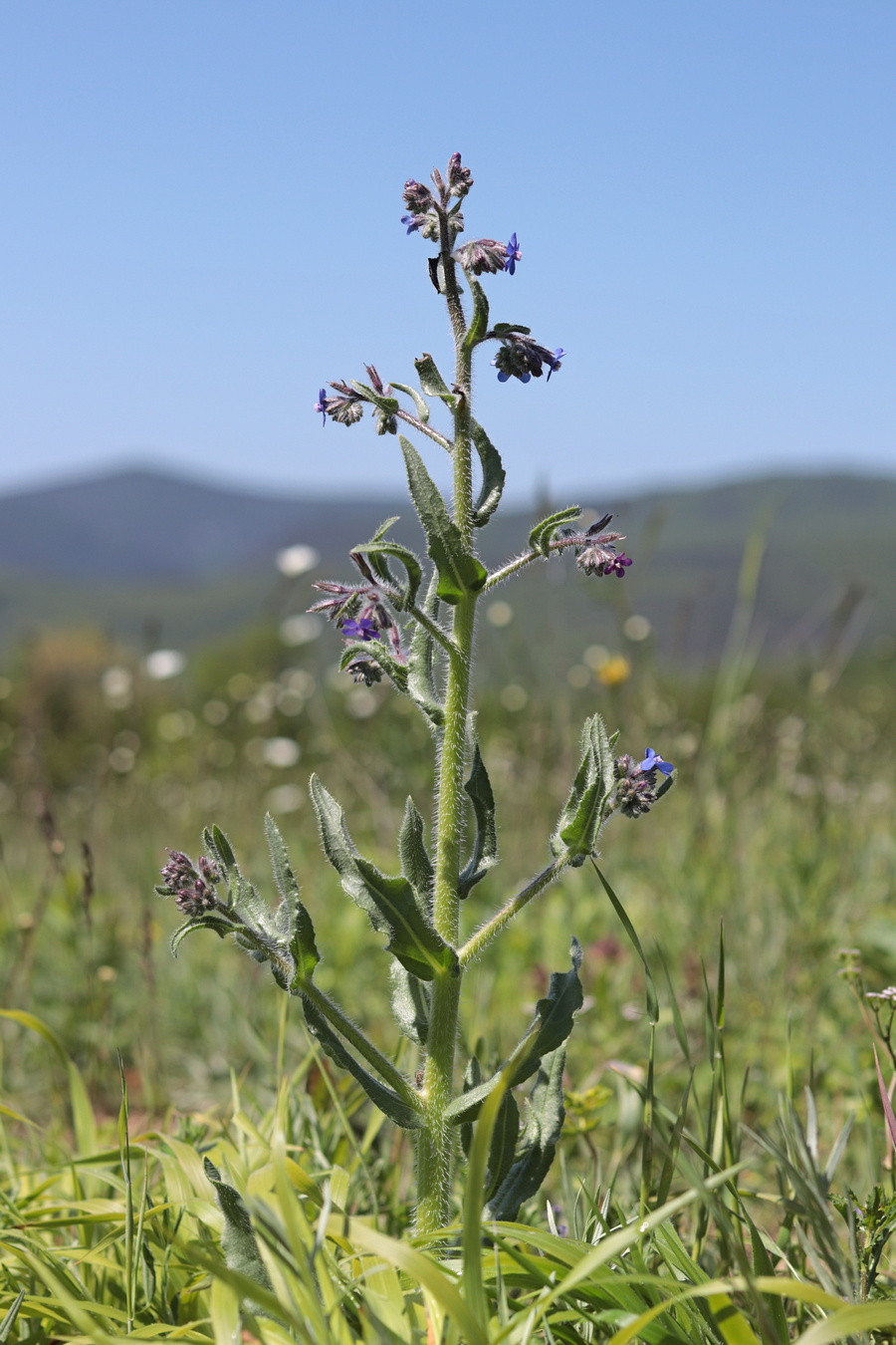 Изображение особи Anchusa azurea.