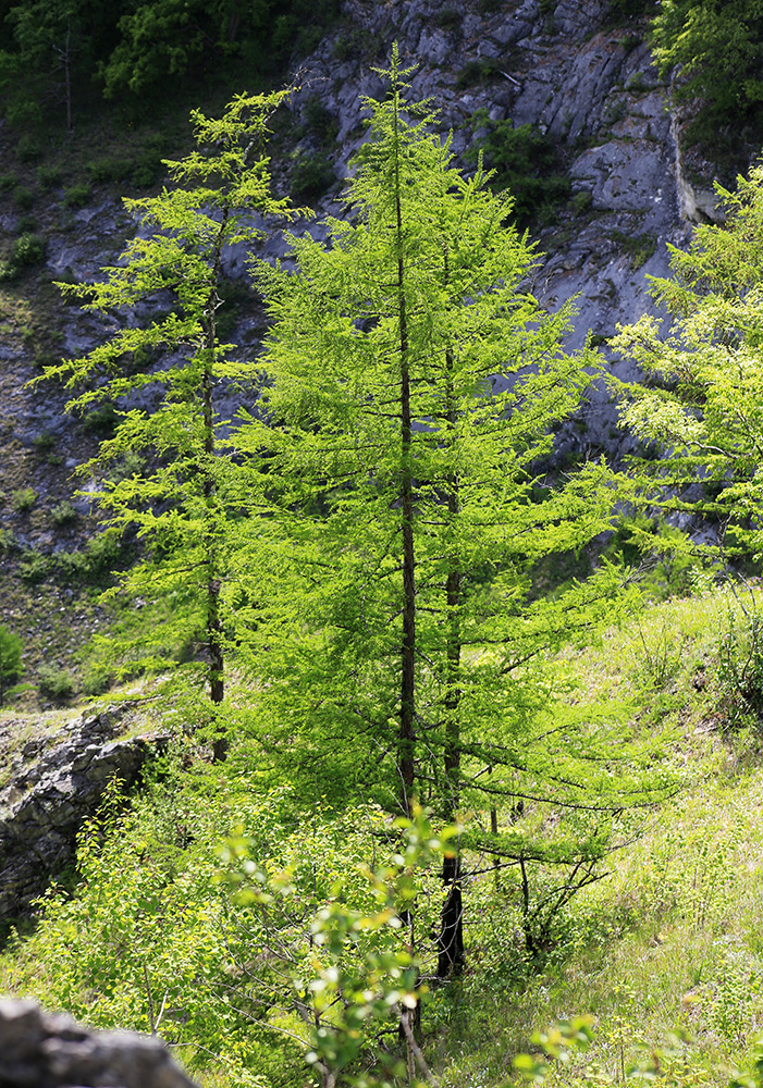 Изображение особи Larix olgensis.