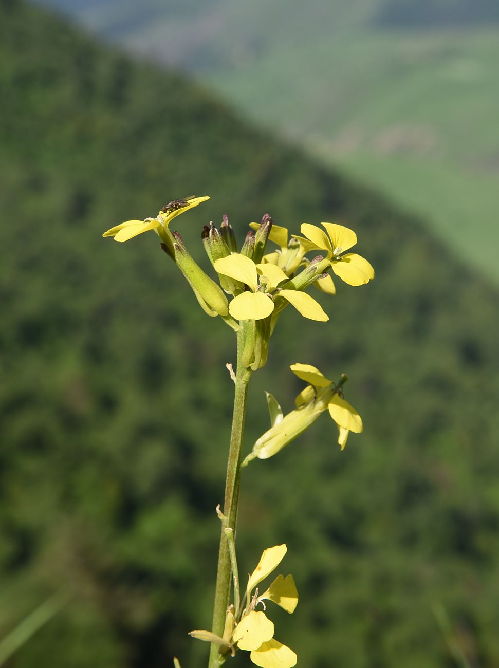 Изображение особи род Erysimum.