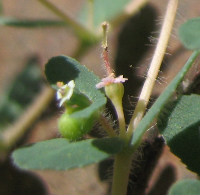 Image of Euphorbia canescens specimen.