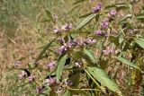 Phlomis regelii