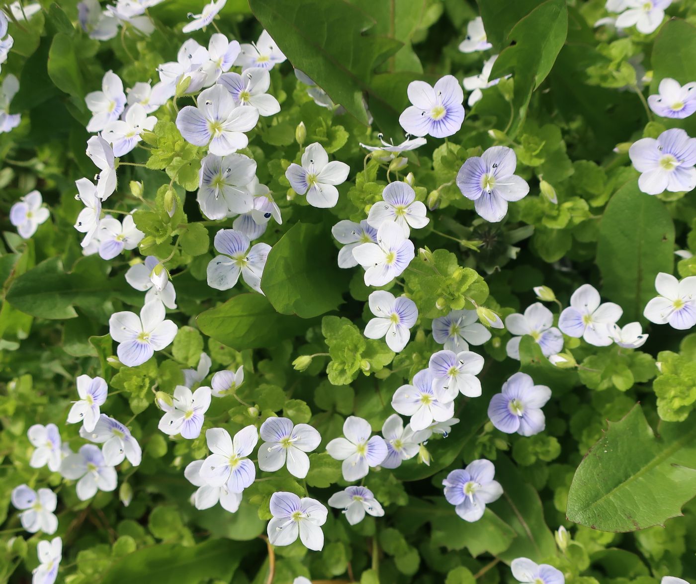 Изображение особи Veronica filiformis.