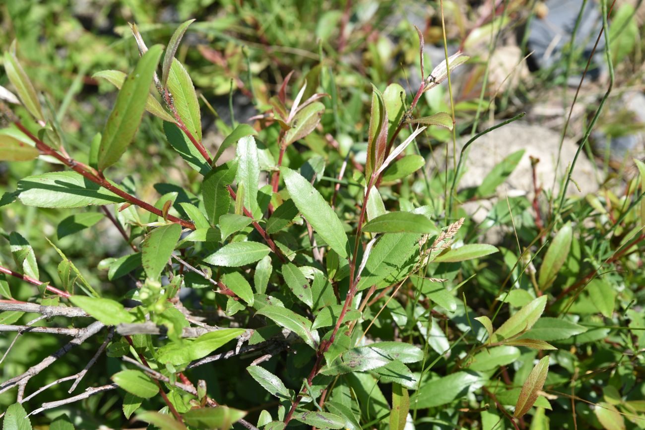 Image of genus Salix specimen.