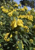 Phlomis floccosa. Верхушка побега с соцветием. Испания, автономное сообщество Каталония, провинция Жирона, комарка Баш-Эмпорда, муниципалитет Палафружель, ботанический сад \"Кап-Роч\". 29.04.2022.