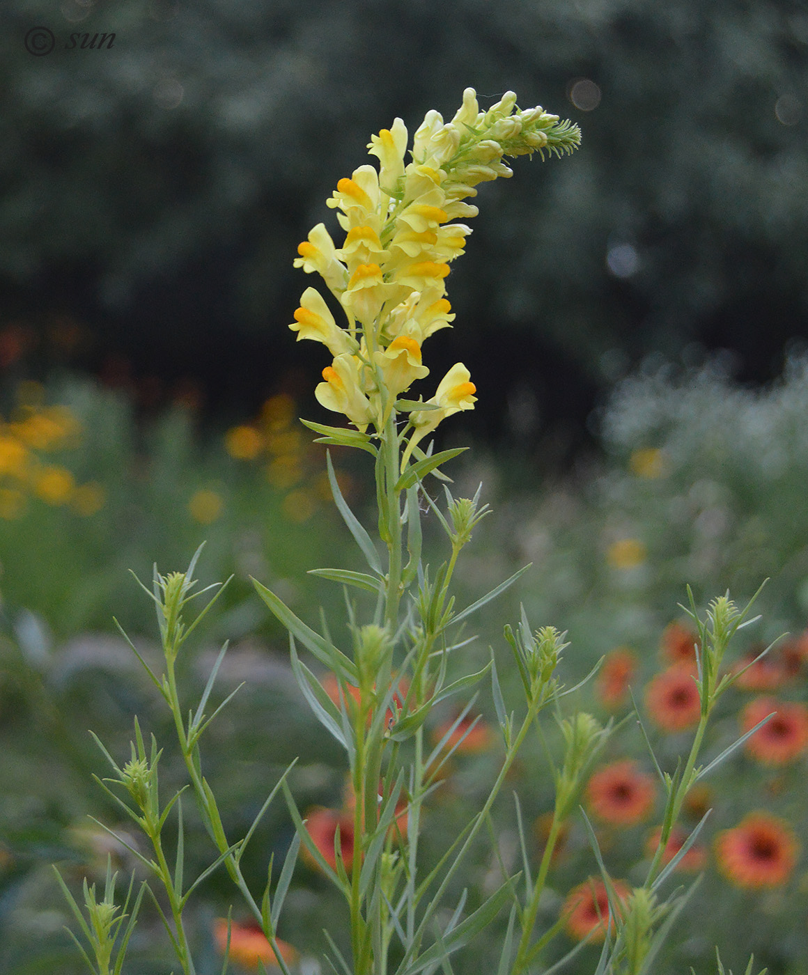 Изображение особи Linaria vulgaris.