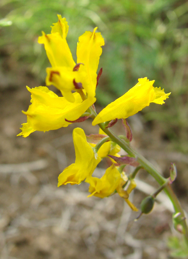 Изображение особи Corydalis sibirica.