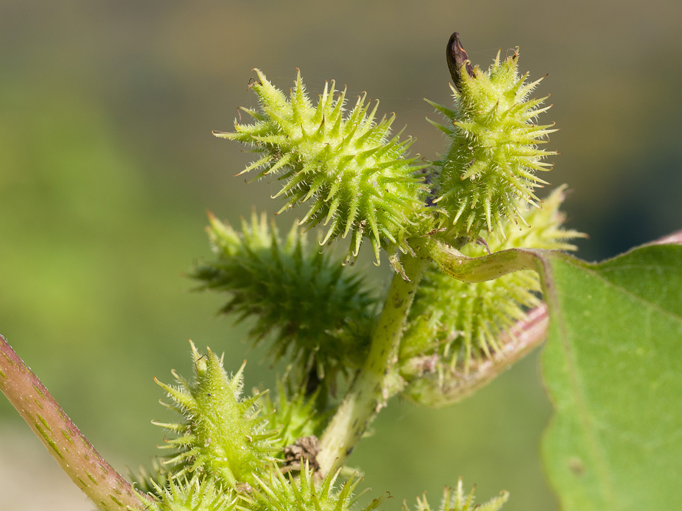 Изображение особи Xanthium orientale.