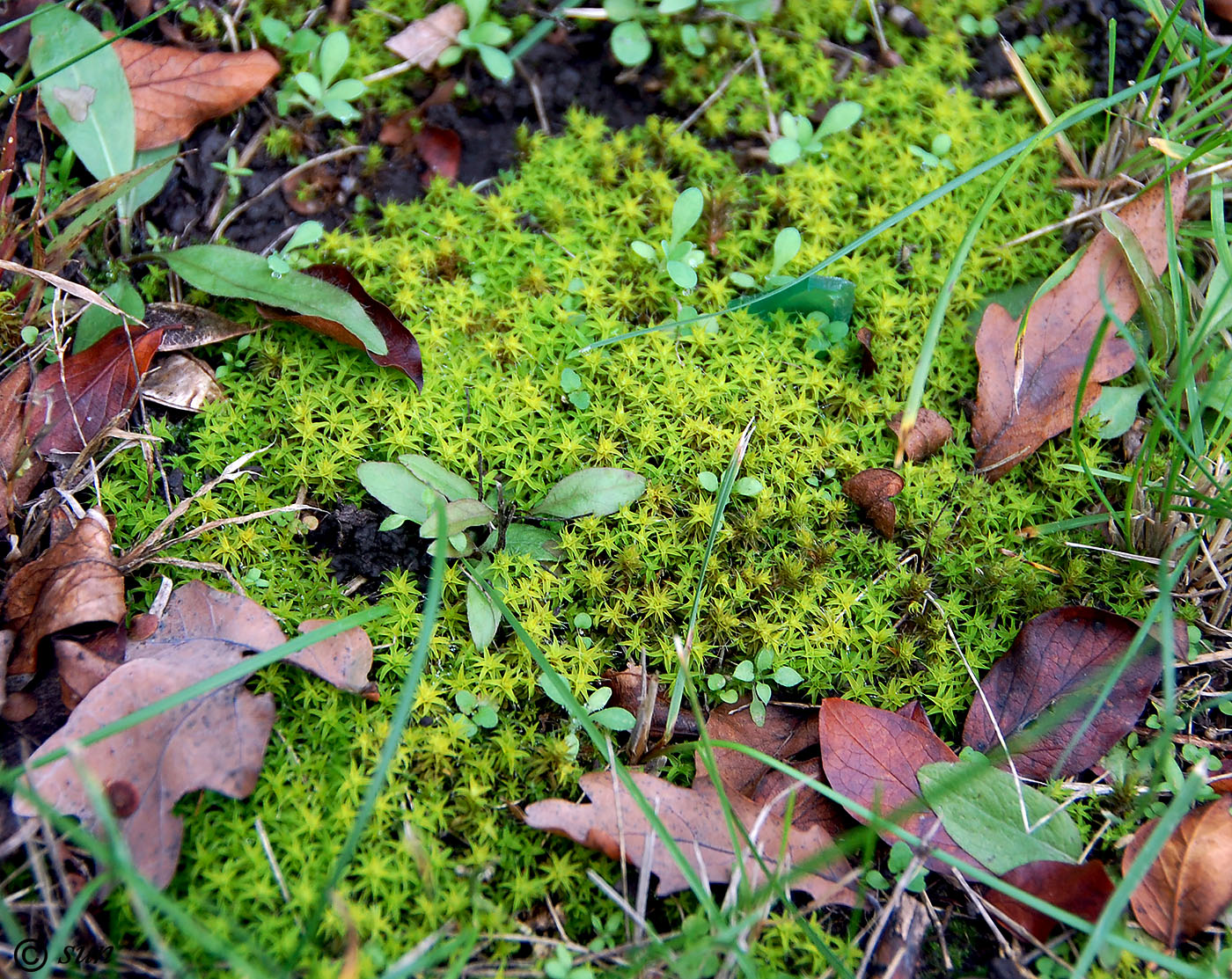 Изображение особи Syntrichia ruralis.