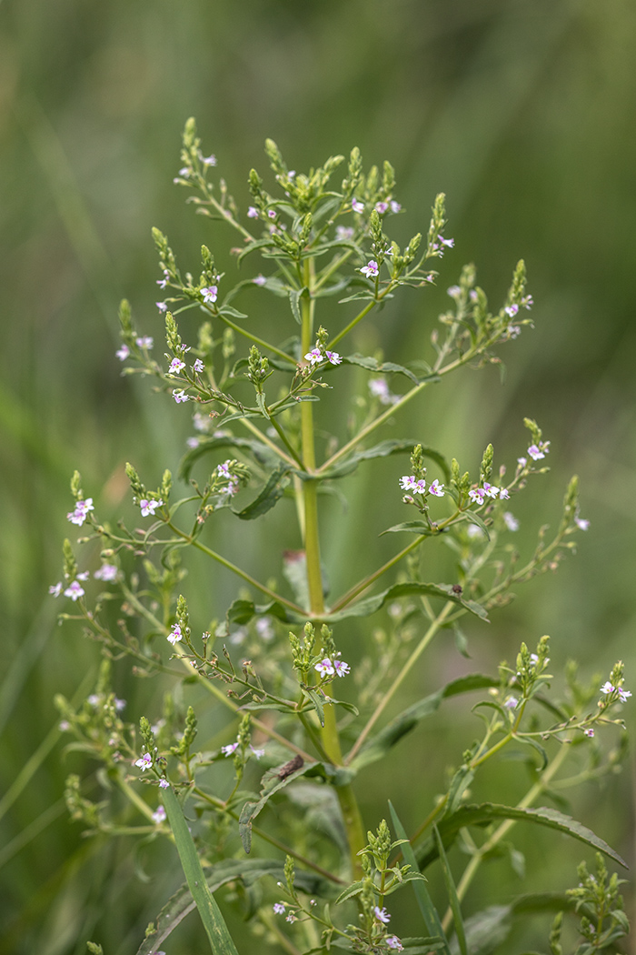 Изображение особи Veronica anagalloides.