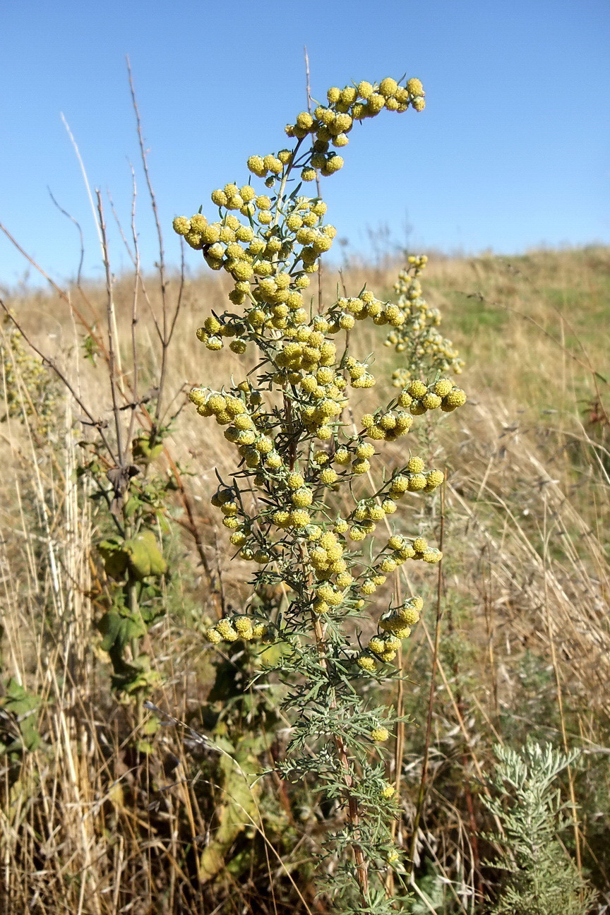 Image of Artemisia pontica specimen.