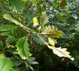 Quercus hartwissiana. Веточка с плодами. Абхазия, Гудаутский р-н, г. Новый Афон, Афонская гора. 27.09.2022.