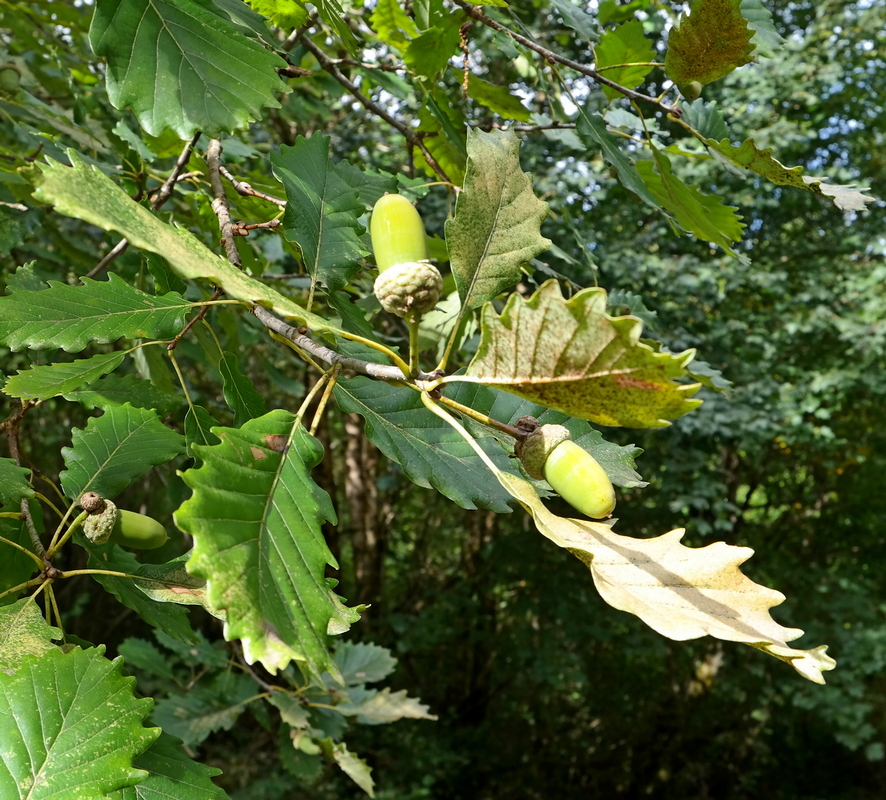 Изображение особи Quercus hartwissiana.