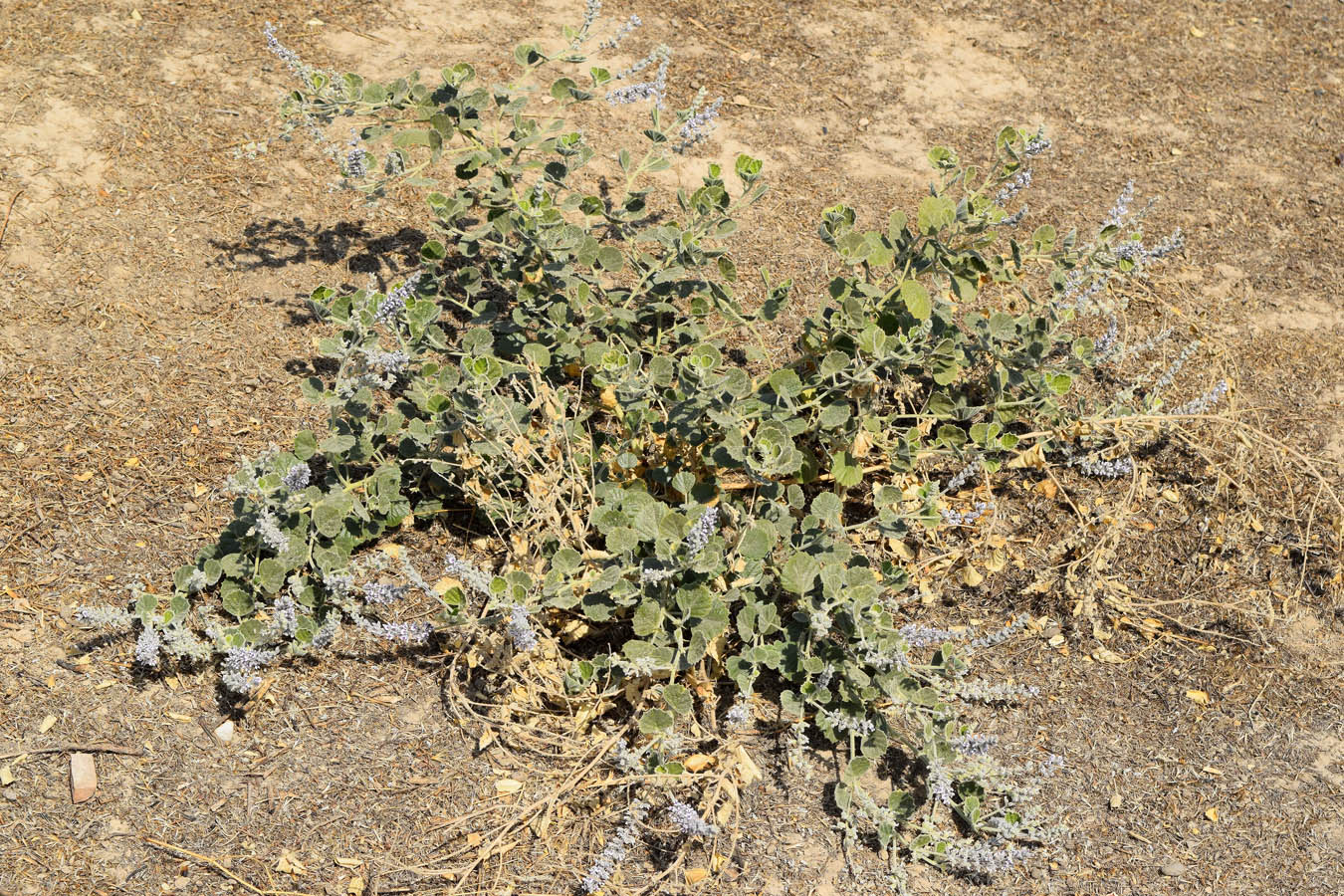 Image of Psoralea drupacea specimen.