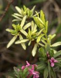 Daphne cneorum