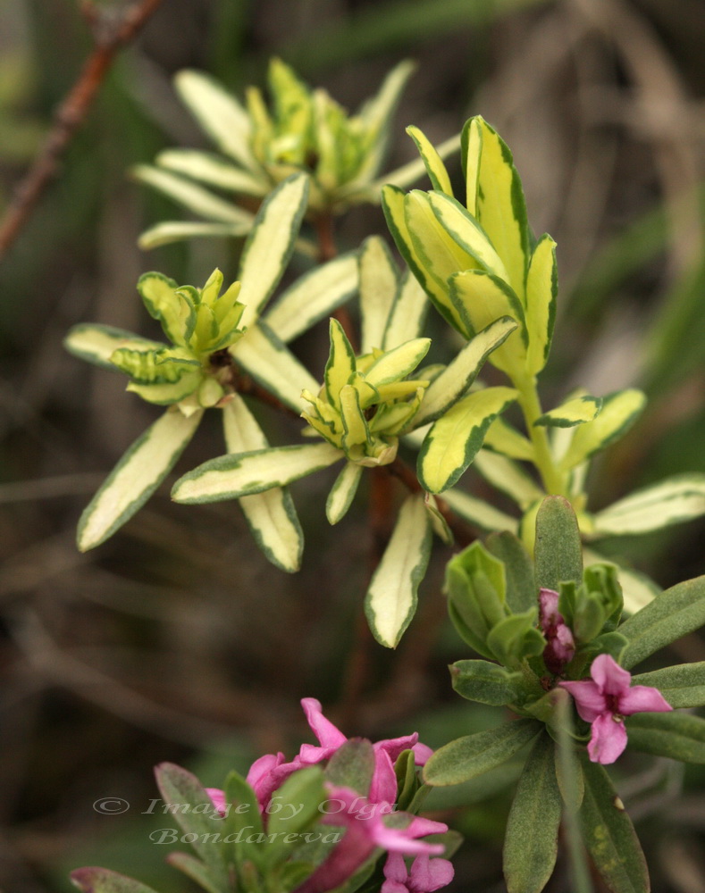 Image of Daphne cneorum specimen.