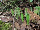 Galanthus woronowii. Вегетирующие растения. Краснодарский край, Сочи, окр. мкр-на Мацеста, лес близ Орлиных скал. 18.12.2022.