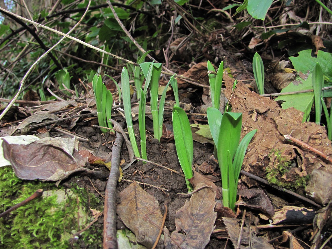 Image of Galanthus woronowii specimen.