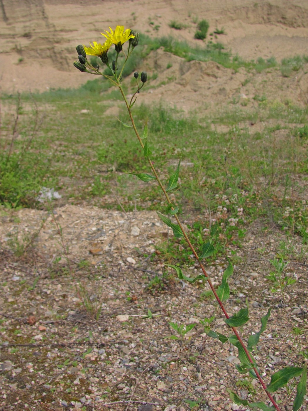 Image of Hieracium robustum specimen.