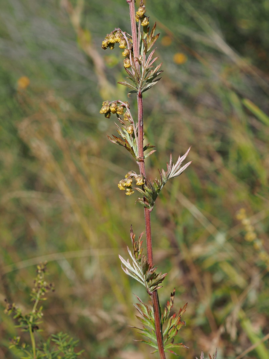Image of Artemisia armeniaca specimen.